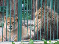 Liūtas ir liūtė guli